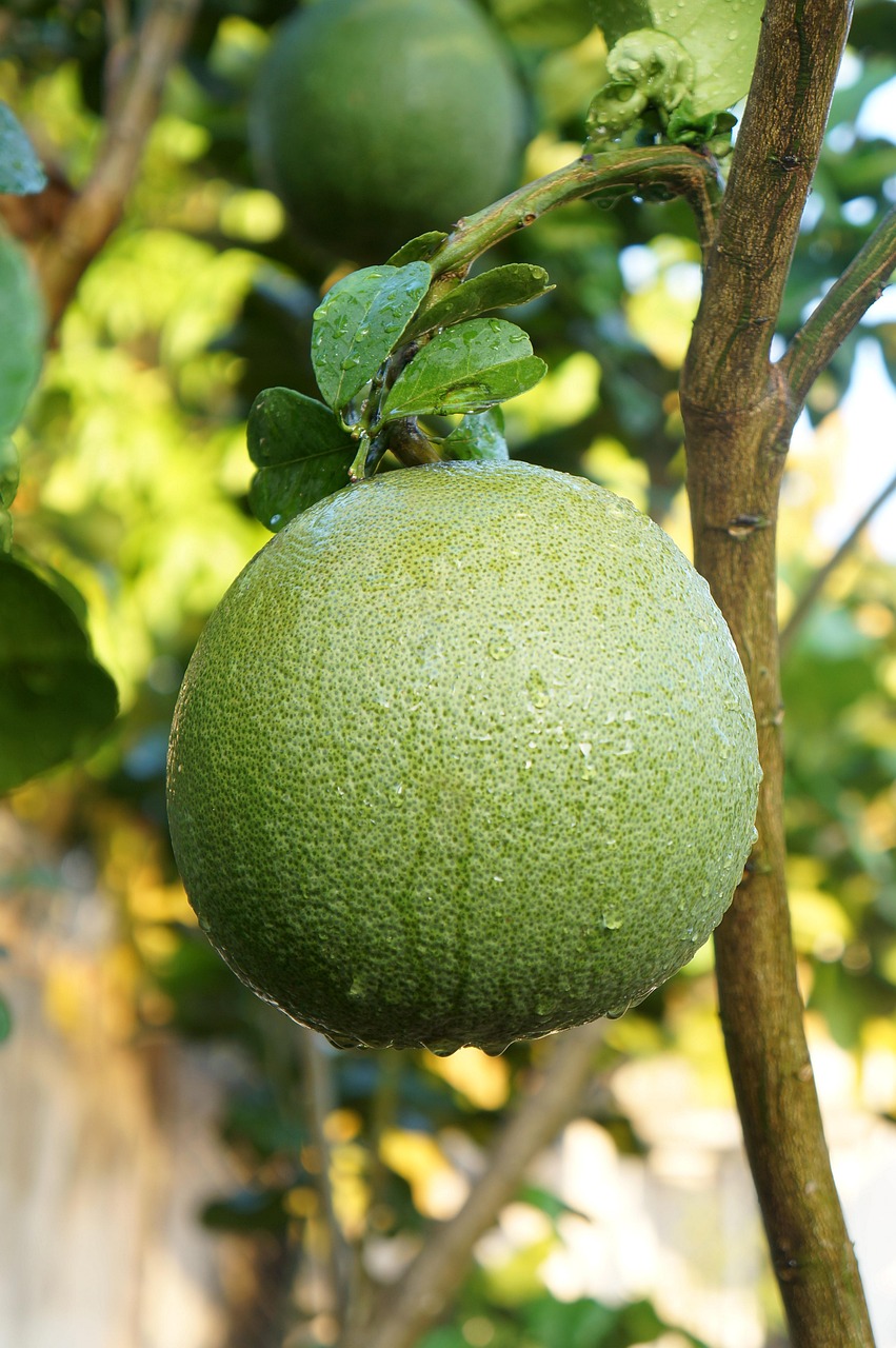Pomelo: protección contra la oxidación y mejora de los vasos sanguíneos